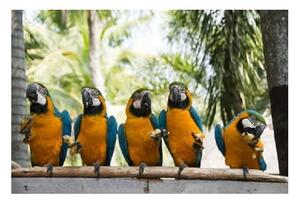 Obraz skleněný papoušek ara ararauna - 60 x 90 cm
