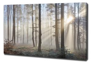 Foto obraz na plátně Mlha v lese oc-98968412