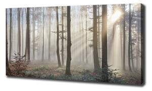 Foto obraz na plátně Mlha v lese oc-98968412