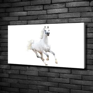 Foto obraz na plátně Bílý arabský kůň oc-99028092