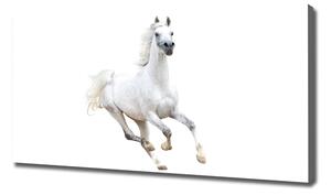 Foto obraz na plátně Bílý arabský kůň oc-99028092