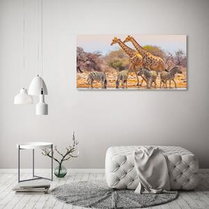 Foto obraz na plátně Žirava a zebry oc-99320619