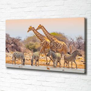 Foto obraz na plátně Žirava a zebry oc-99320619