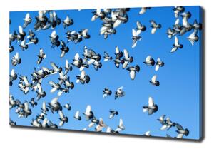 Foto obraz na plátně Stádo holubů oc-99282619
