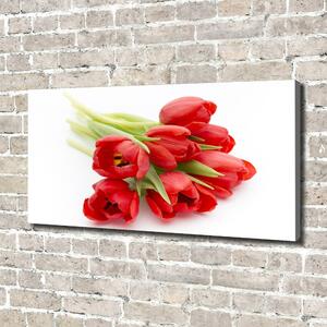 Foto obraz na plátně Červené tulipány oc-99817079
