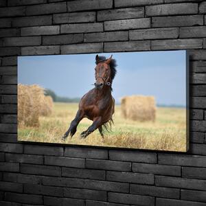 Foto obraz na plátně Kůň ve cvalu oc-99827163