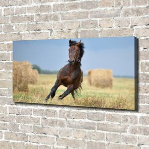Foto obraz na plátně Kůň ve cvalu oc-99827163