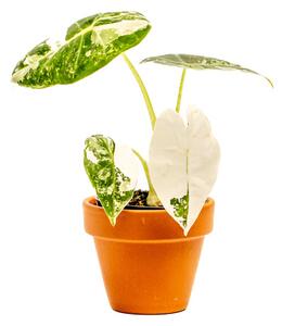 Alocasia Frydek Variegata, průměr 6 cm Alokásie, Alokázie