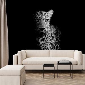 Fototapeta - Portrét leoparda (245x170 cm)