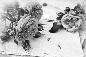 Tapeta růže v rozkvětu černobílé - 150x100 cm