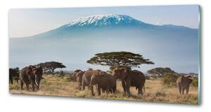 Panel lacobel Sloni Kilimandžaro pksh-100418826