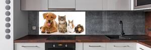 Dekorační panel sklo Pes a kočka pksh-100573313