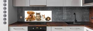 Dekorační panel sklo Pes a kočka pksh-100573313