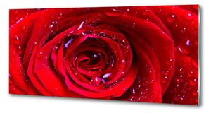 Dekorační panel sklo Květ růže pksh-100979783