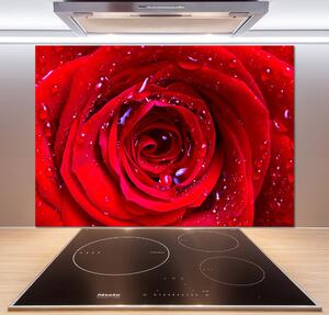 Dekorační panel sklo Květ růže pksh-100979783
