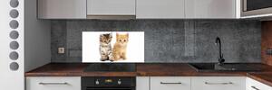 Panel do kuchyně Hnědá a červená kočka pksh-101681955