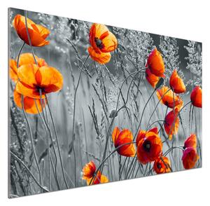 Dekorační panel sklo Polní mák pksh-102051546