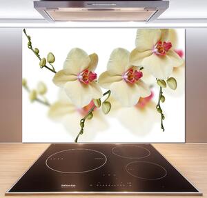 Skleněný panel do kuchynské linky Orchidej pksh-102443917