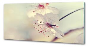 Dekorační panel sklo Květ višně pksh-102906126