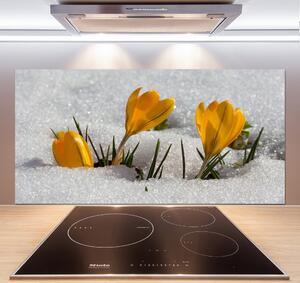 Panel do kuchyně Krokusy ve sněhu pksh-103983821
