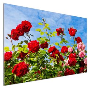 Dekorační panel sklo Divoké růže pksh-104021490