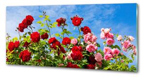 Dekorační panel sklo Divoké růže pksh-104021490