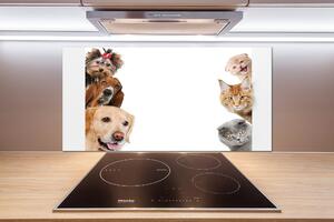Dekorační panel sklo Psy a kočky pksh-104206550