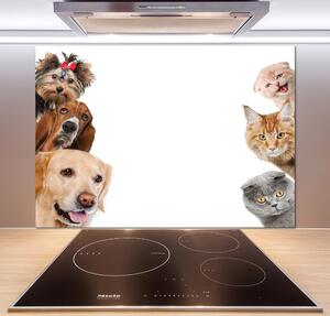 Dekorační panel sklo Psy a kočky pksh-104206550
