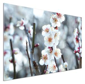 Dekorační panel sklo Květy višně pksh-104952401