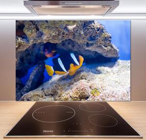 Panel do kuchyně Tropická ryba pksh-105173265