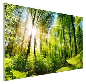 Dekorační panel sklo Les slunce pksh-105833930