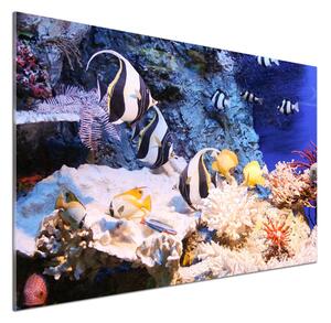 Dekorační panel Korálový útes pksh-105919456