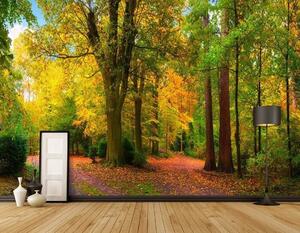 Fototapety Začátek podzimu, Fototapety les, u08547 : uwalls.cz