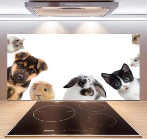 Panel do kuchyně Domácí zvířata pksh-111143742