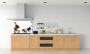 Panel do kuchyně Domácí zvířata pksh-111143742