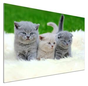 Panel do kuchyně Tři kočky na dece pksh-112670236
