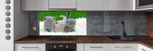 Panel do kuchyně Tři kočky na dece pksh-112670236