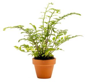 Asplenium Parvati, průměr 6 cm Sleziník