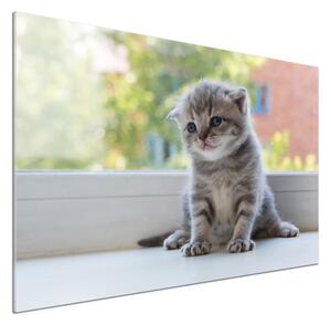 Panel lacobel Malá kočka u okna pksh-114401117
