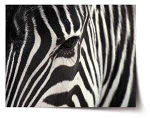 Sablio Plakát Detail zebra - 60x40 cm