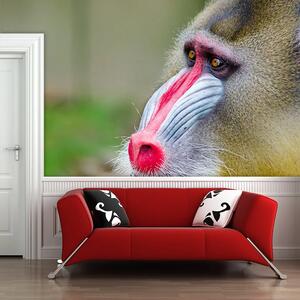 Sablio Tapeta Mandril - 125x75 cm