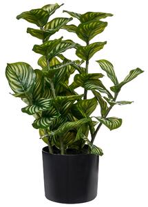 Umělá rostlina ORBIFOLIA 50 cm Zelená