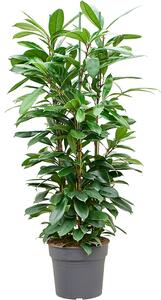 Ficus cyathistipula, průměr 34 cm Fíkovník
