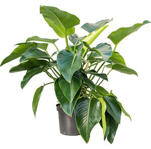 Philodendron Green Beauty, průměr 30 cm Filodendron