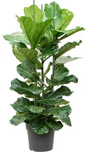 Ficus lyrata, průměr 34 cm Fíkovník lyrovitý