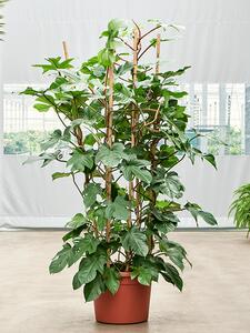 Philodendron squamiferum, průměr 40 cm Filodendron