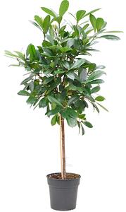 Ficus cyathistipula, průměr 30 cm Fíkovník