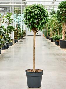 Ficus benjamina Danielle, průměr 34 cm Fíkovník drobnolistý