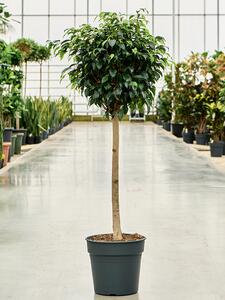 Ficus benjamina Danielle, průměr 30 cm Fíkovník drobnolistý