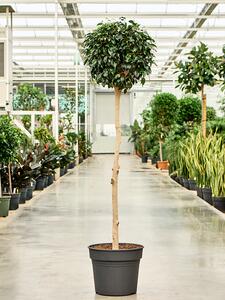 Ficus benjamina Danielle, průměr 38 cm Fíkovník drobnolistý